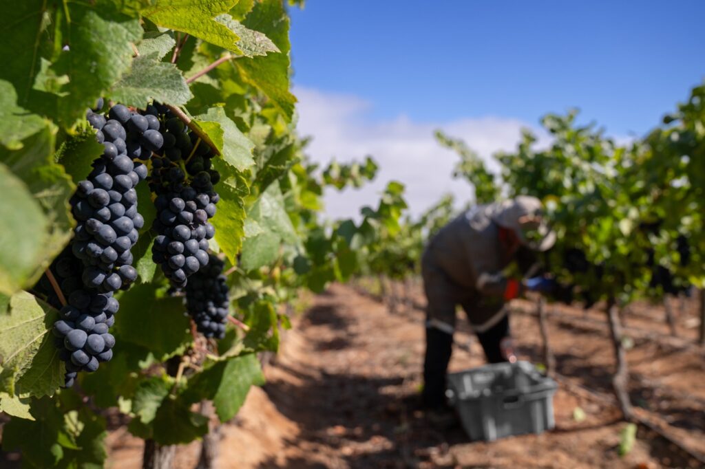 Vendimia 2025 en Viña Concha y Toro.